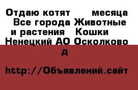 Отдаю котят. 1,5 месяца - Все города Животные и растения » Кошки   . Ненецкий АО,Осколково д.